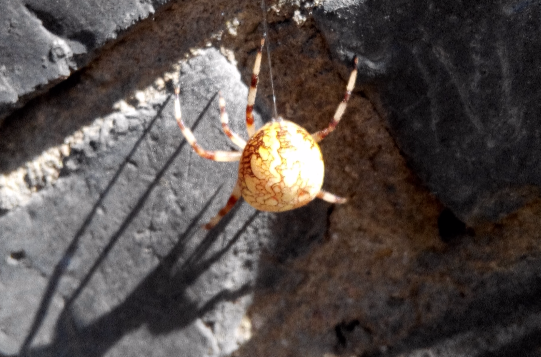  p>花岗园蛛(araneus marmoroides schenkel, 1953)是园蜘科,新园蛛属