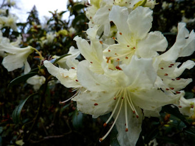  p data-id="gnx9a5m9j6">康南杜鹃( i>rhodod