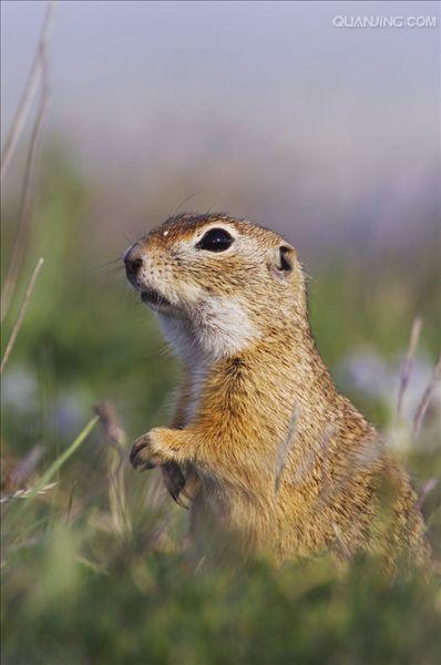 dauricus /i>)别名黄鼠,蒙古黄鼠,草原黄鼠,豆鼠子,大眼贼,属于啮齿目