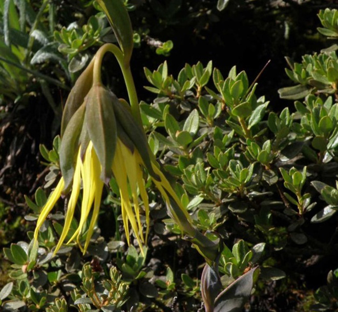 cremanthodium helianthus