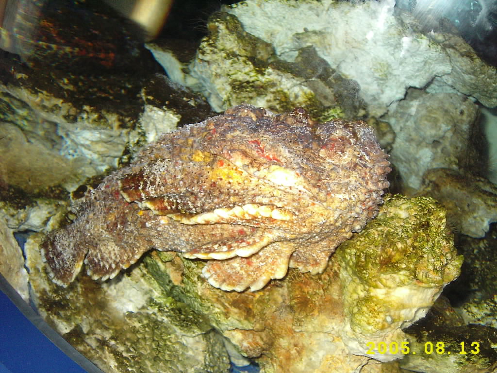  p>石头鱼是自然界中毒性很强的一种鱼,它的"致命一刺"被描述为给予