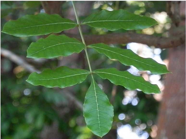 aralia plumosa li