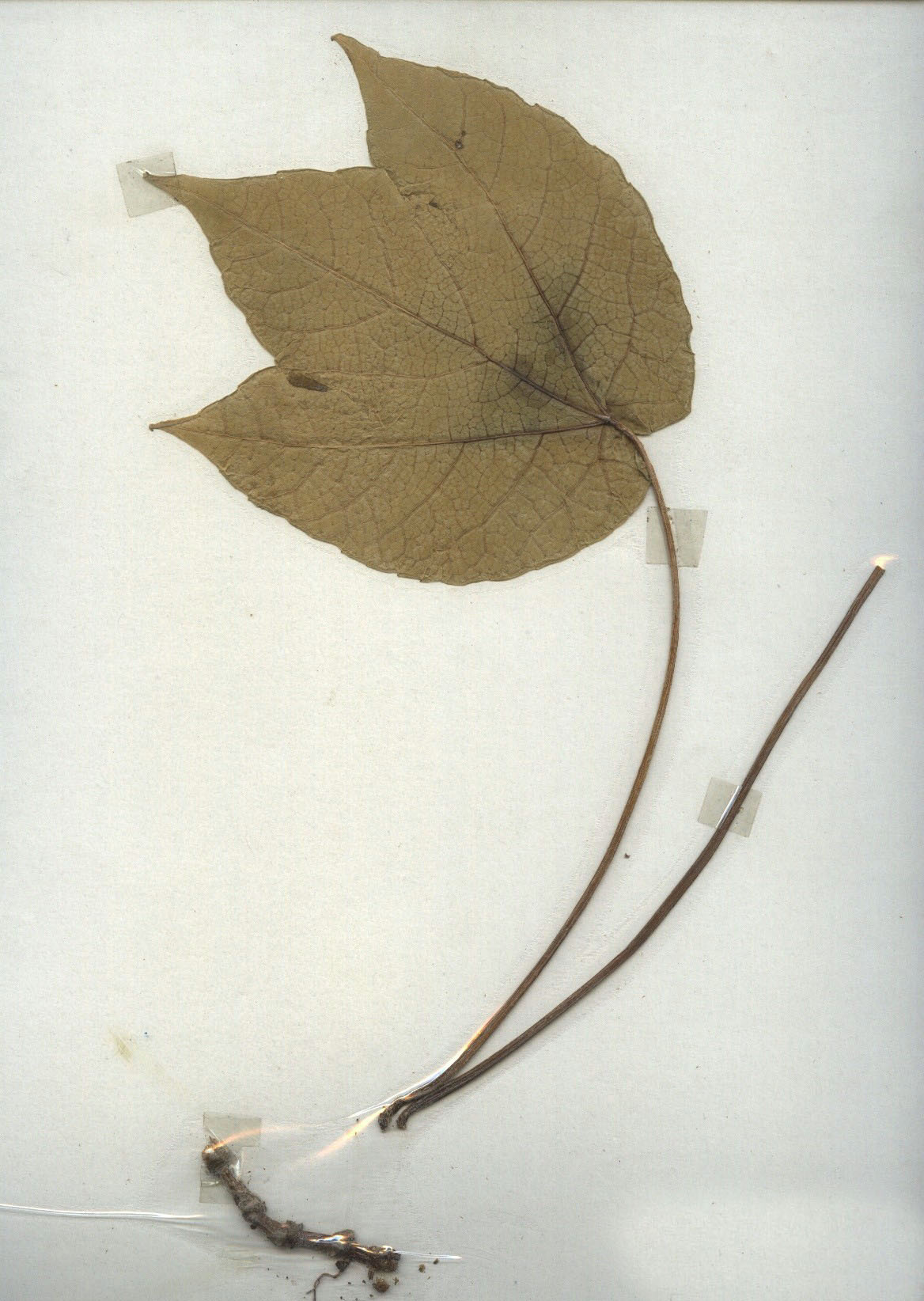 秋海棠(原亚种)