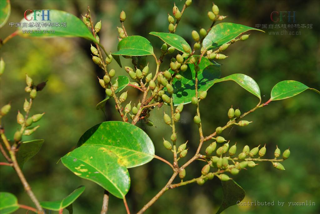  p>五列木科(pentaphylacaceaeengl)科名:恩格勒126 ,哈钦松108a ,属 