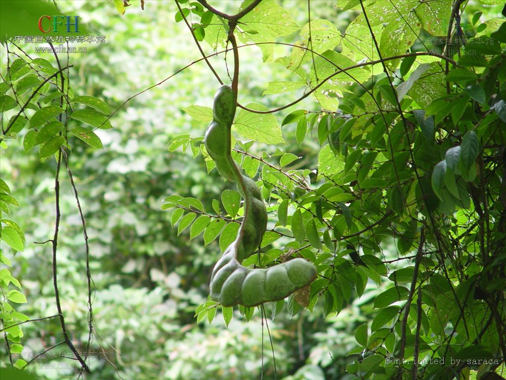  p>榼藤属,学名entada adans. nom. cons. 豆科.