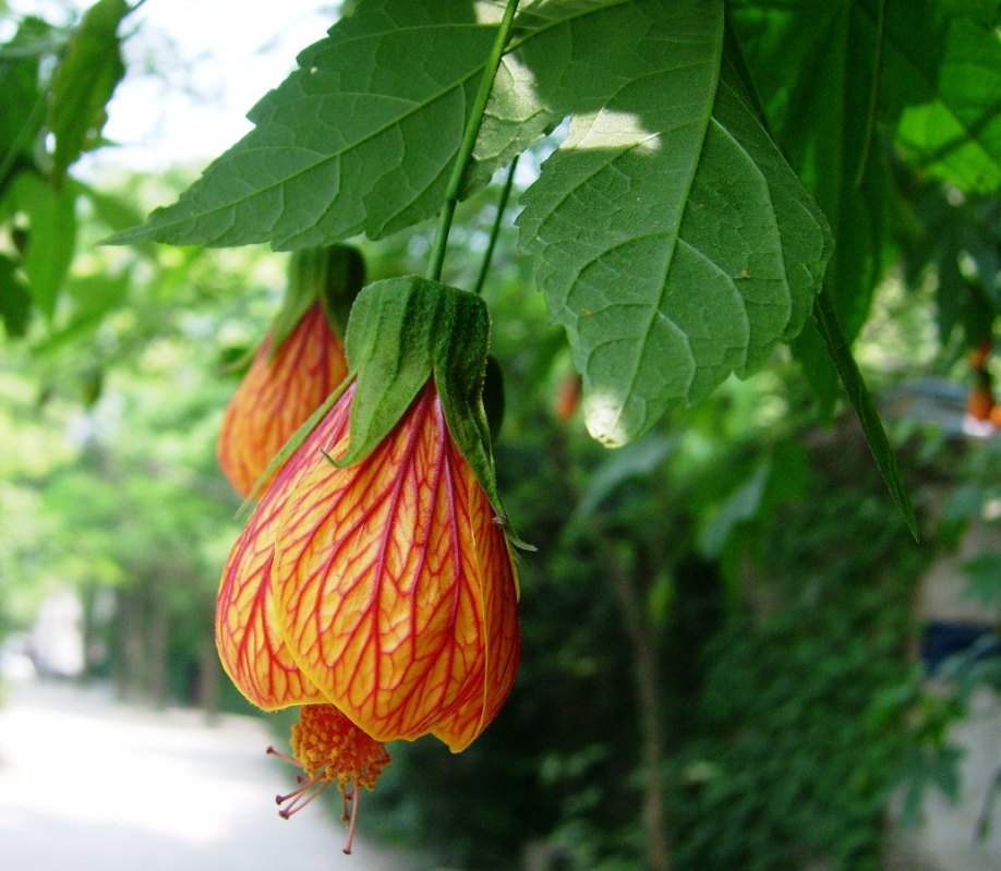 蔓性风铃花