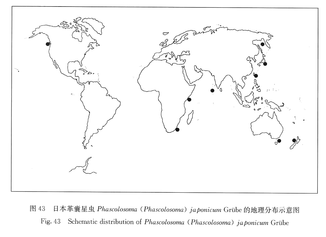 日本革囊星虫