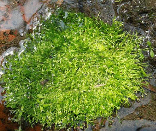  p>叉钱苔(学名: i>riccia fluitans /i> l.