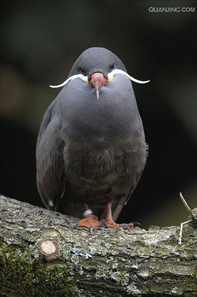  p>印加燕鸥(学名: i>larosterna inca /i>)是鸥科,燕鸥属的一种鸟类.
