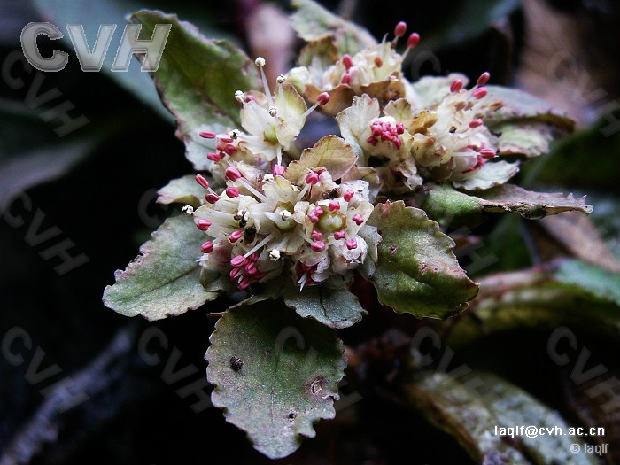  p>大叶金腰,虎耳草科金腰属植物. /p>
