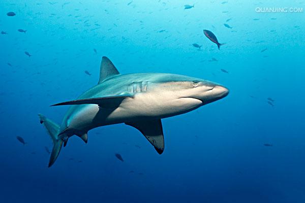  p>太平洋(pacific ocean)是世界上最大,最深,边缘海和岛屿最多的大洋