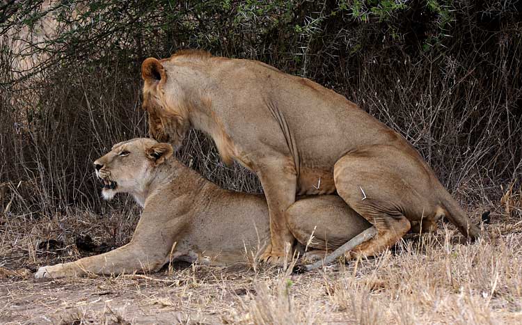 414093" data-lemmaid="414093">肯尼亚 /a>查沃国家公园和坦桑尼亚