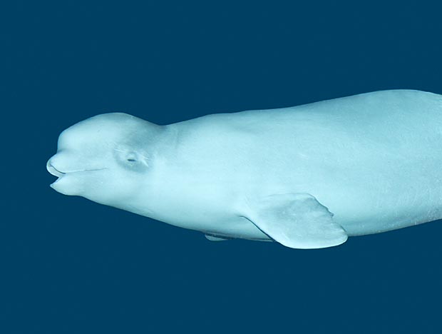  p>白鲸,学名: i>delphinapterus leucas  /i>(pallas,1776), a