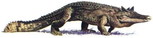  p>链鳄属(属名:desmatosuchus)又名有角鳄,是种已灭绝 a href="#">主