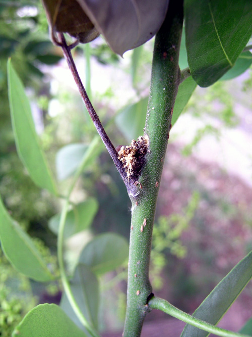 ">鞘翅目 /a>, a target="_blank" href="/item/长蠹科/2284964" data