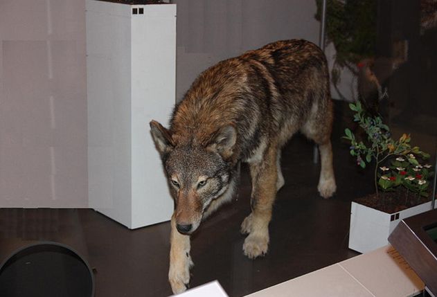  p>东部森林狼(学名:canis lupus lycaon)是灰狼的亚种之一,具有各种