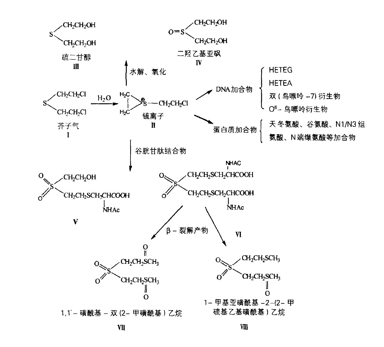  p>芥子气,即二氯二乙硫醚的俗名,是一种有机化合物,化学式为c sub>4 