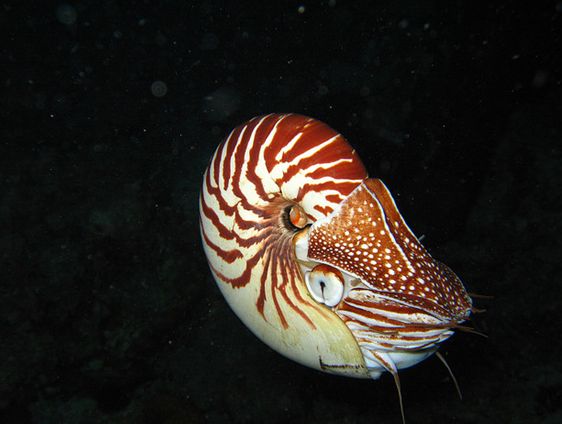  p>鹦鹉螺(学名:nautiloidea):是头足纲,鹦鹉螺科的海洋 a href="#">