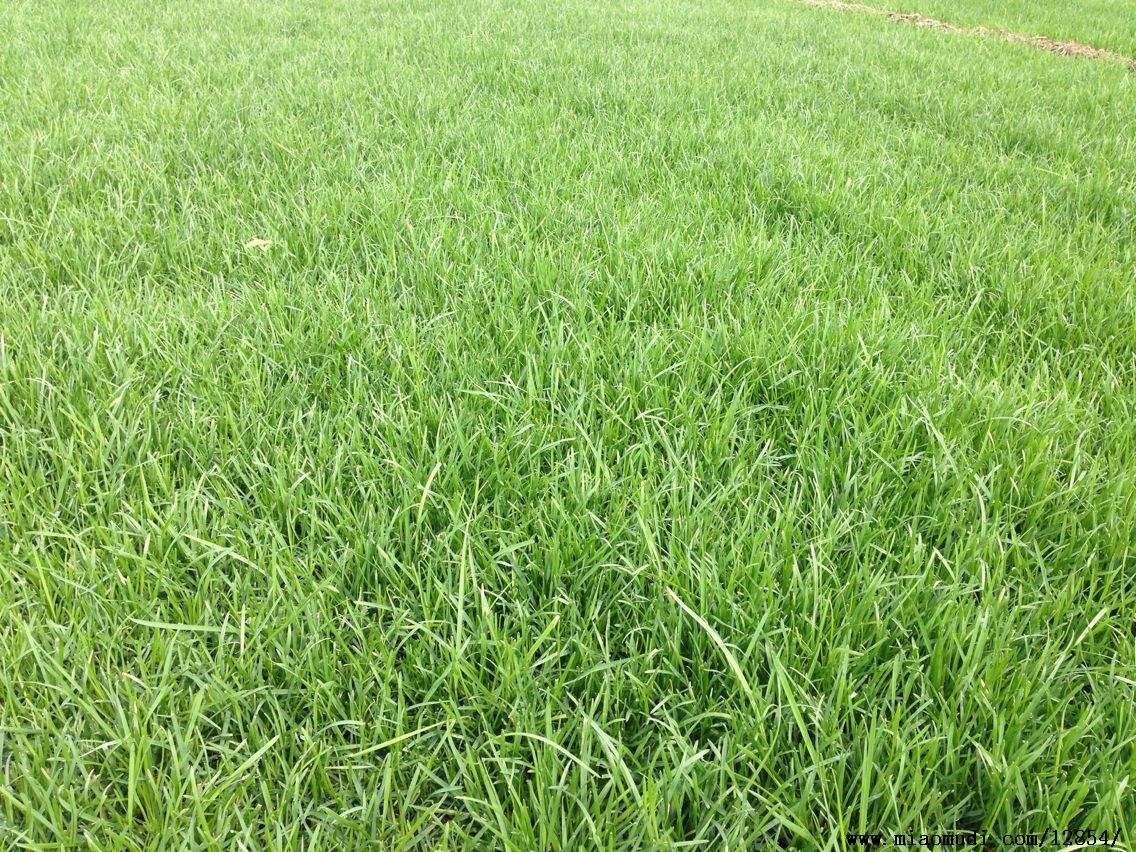  p>早熟禾(学名: i>poa annua /i> l.