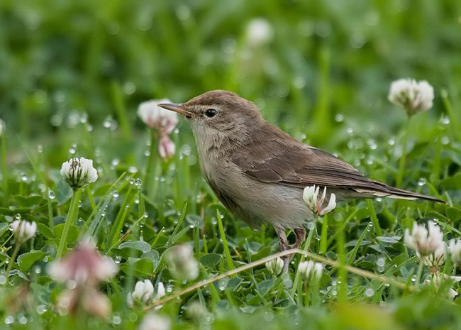  p>靴篱莺(学名: i>iduna caligata /i>)是莺科篱莺属的一种动物.
