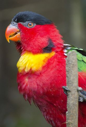  p>黄领吸蜜鹦鹉(学名: i>lorius chlorocercus /i>)羽色鲜艳,主要以