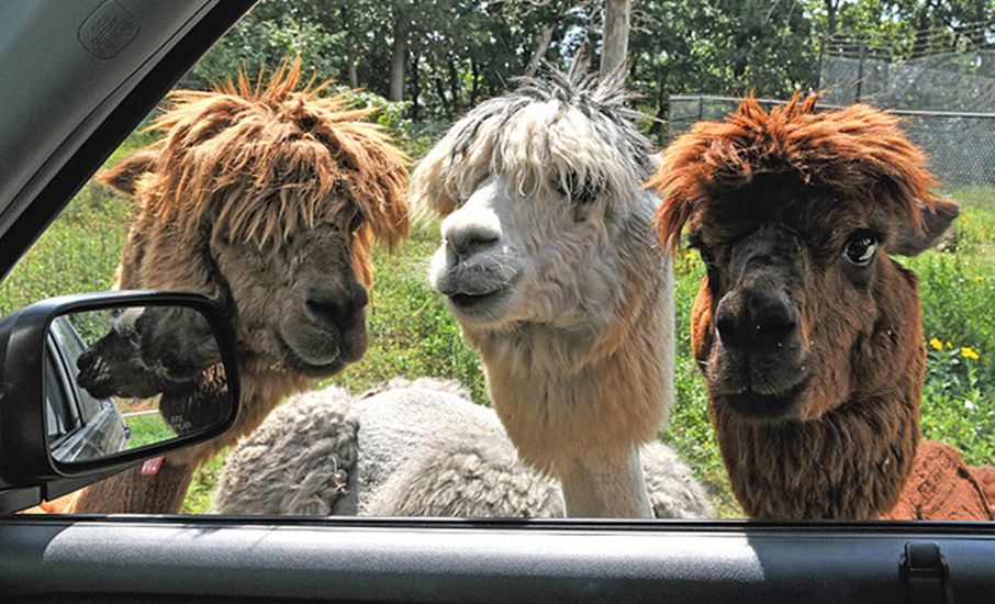  p> b>羊驼 /b>(拉丁学名: i>vicugna pacos /i>,英文名:alpaca)为 a