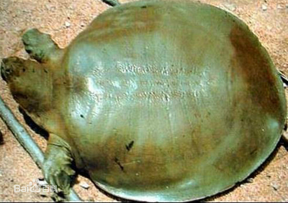  p>印度小头鳖 俗名别名: 纹背鳖 英文名: narrow-headed softshell