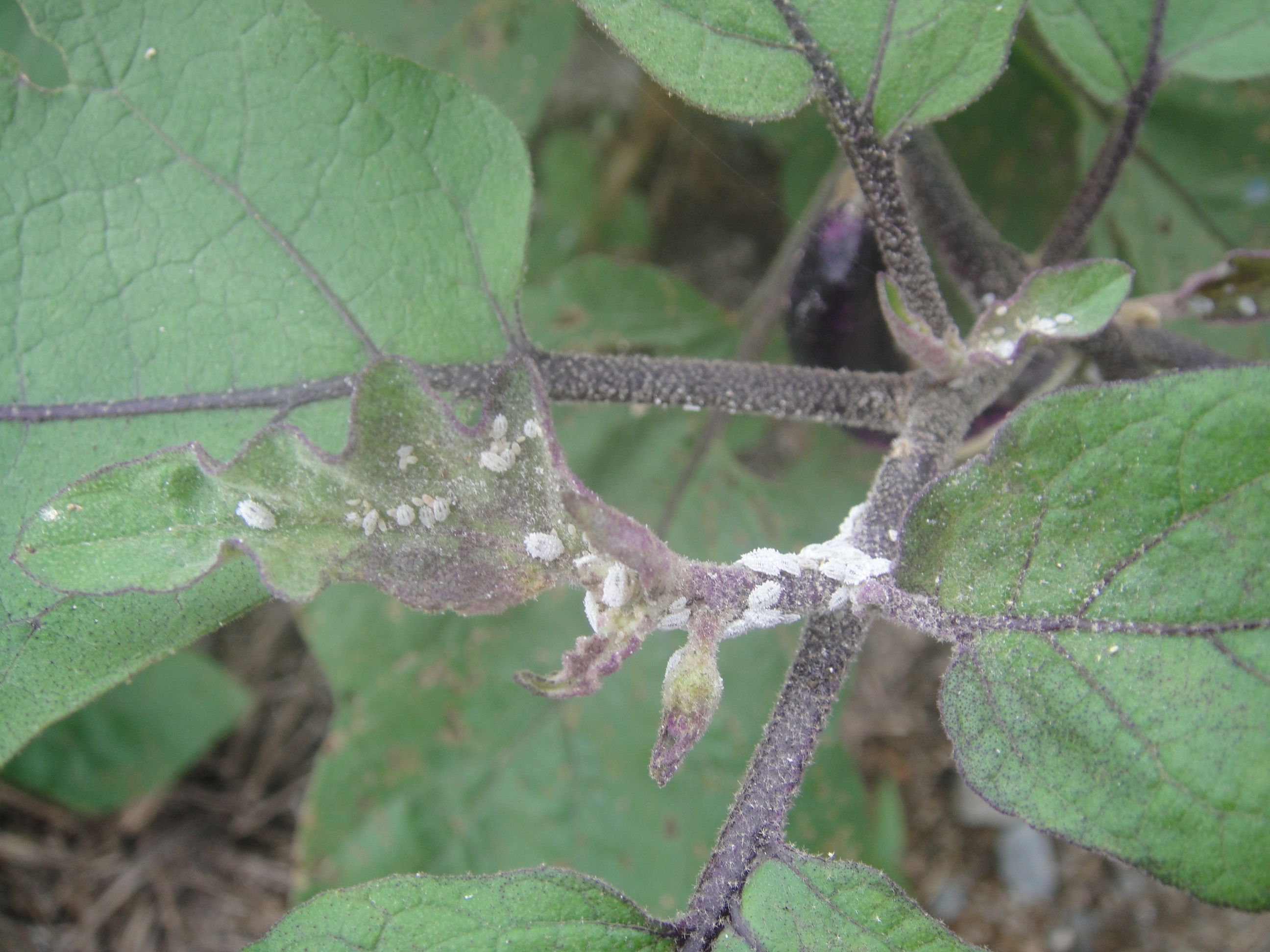  p>扶桑绵粉蚧(phenacoccus solenopsis tinsley)属 a href="#" data