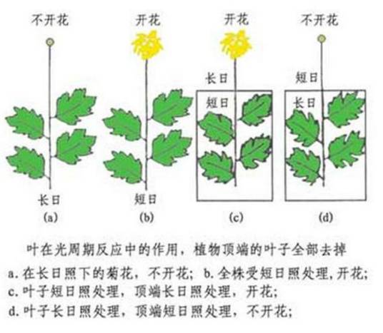 光周期_百度百科
