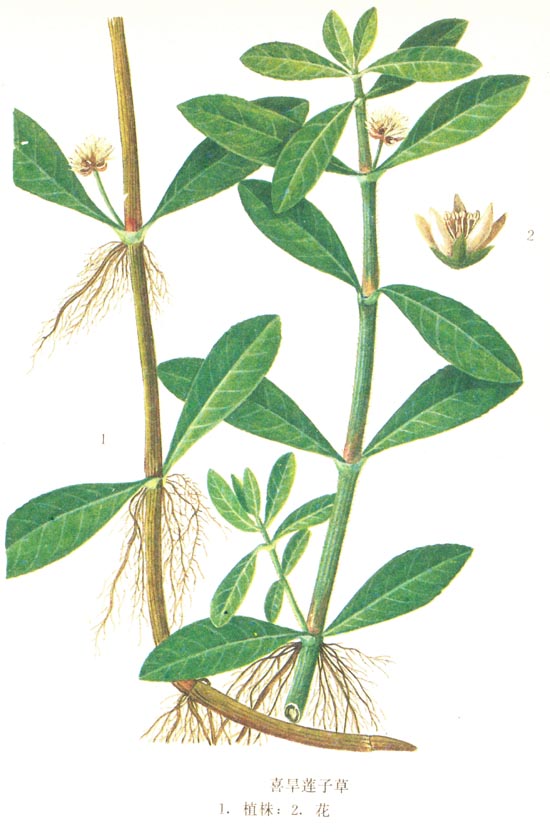 空心莲子草