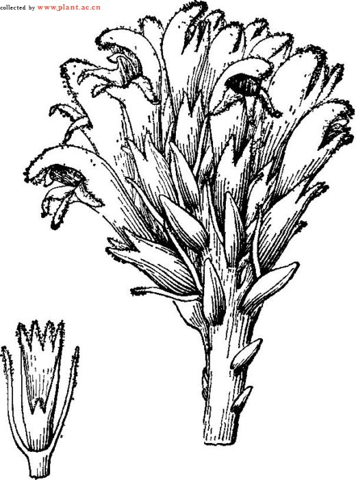 ma),列当科苁蓉属多年生根寄生草本,是草苁蓉和肉苁蓉的统称