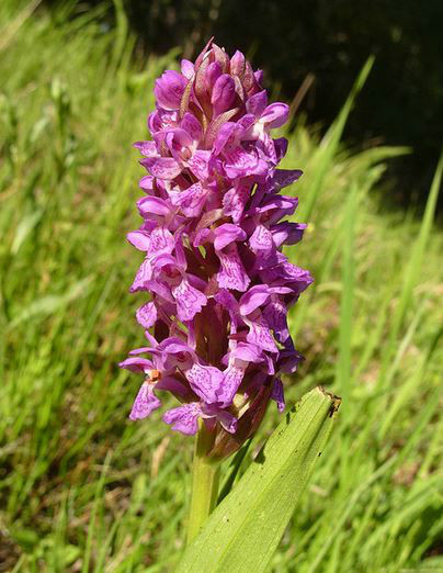  p>阴生红门兰(学名: i>orchis umbrosa /i>  kar. et kir.