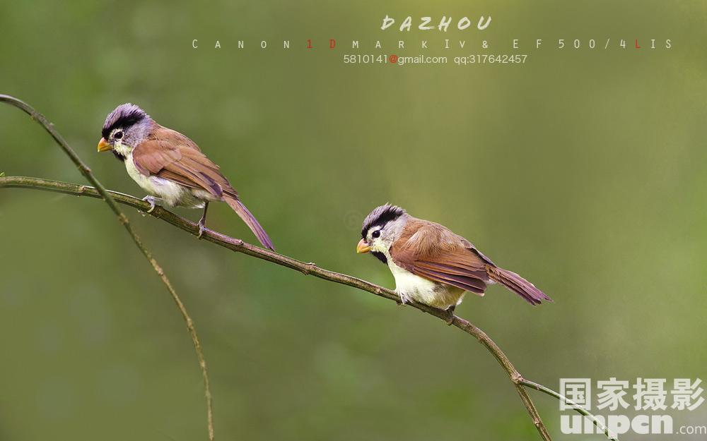 p></p></a>灰头鸦雀(学名: i>paradoxornis gularis /i>),是 a target="