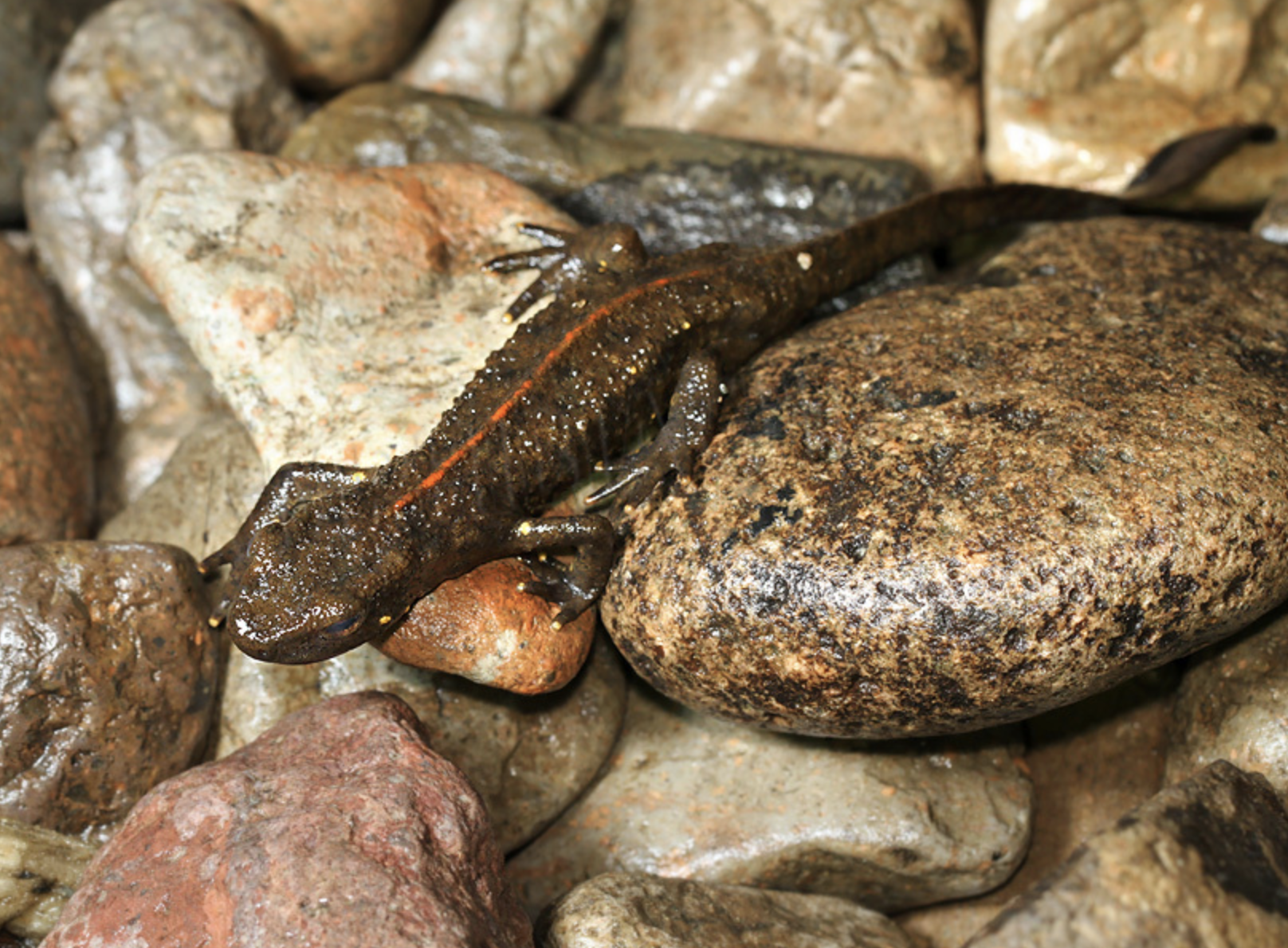  p>中国瘰螈(学名: i>paramesotriton chinensis /i>)是蝾螈科,瘰螈属