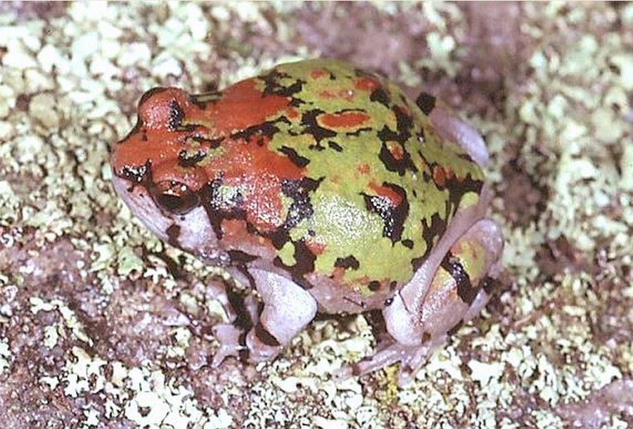  p>红犁足蛙(学名:scaphiophryne gottlebei),又名 a target="_blank"