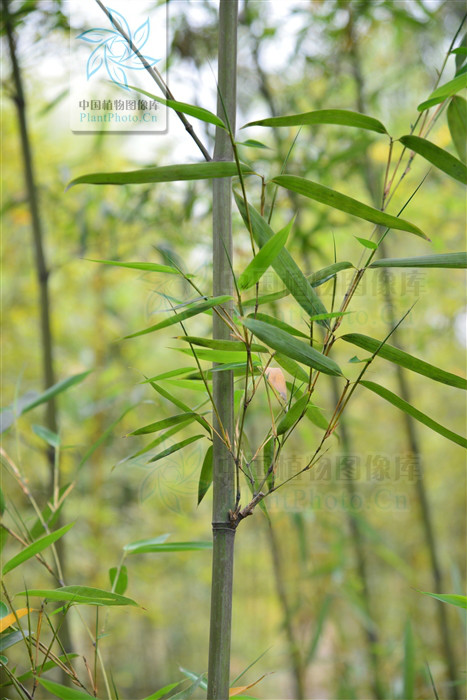  p>台湾桂竹(学名: i>phyllostachys makinoi  /i>hayata)是 a>禾本科