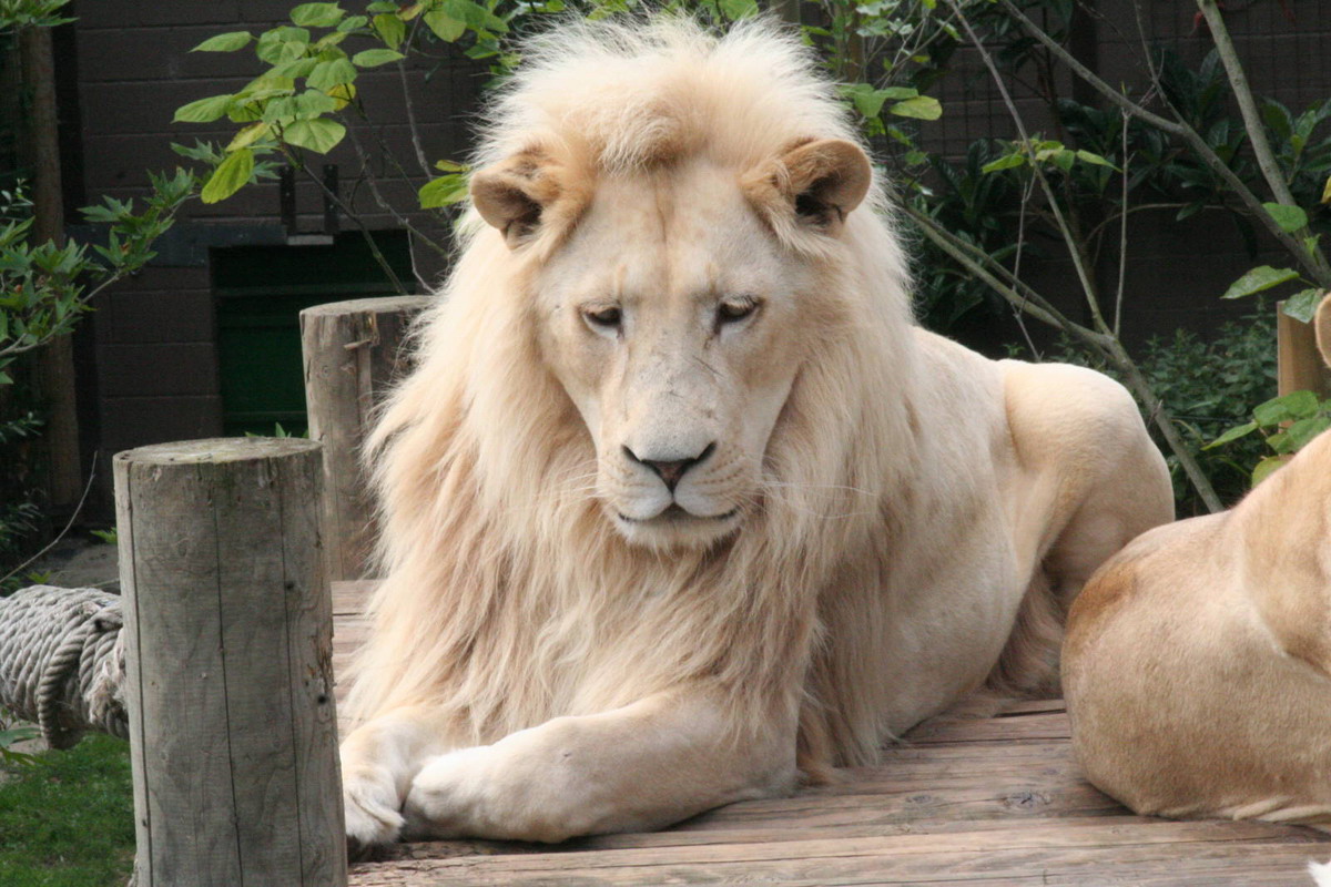  p>克鲁格狮(学名: i>panthera leo krugeri /i>):身长约2.3-3.