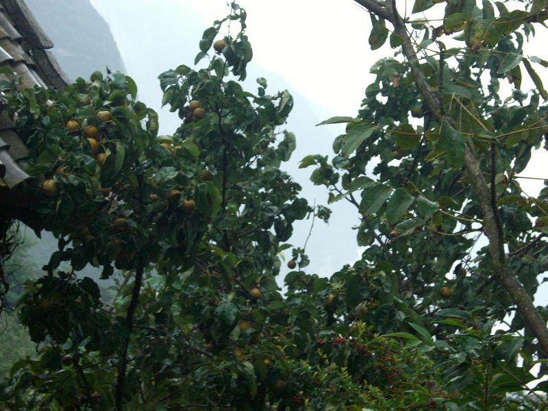 冯湾村
