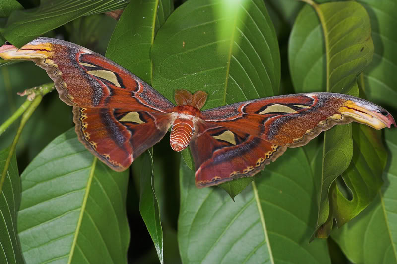 id="1622398">节肢动物门 /a>,昆虫纲,鳞翅目,大蚕蛾科属大型蛾类,翅
