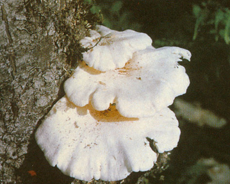  p>小白侧耳是一种 a href="#" data-lemmaid="713829">真菌 /a>类