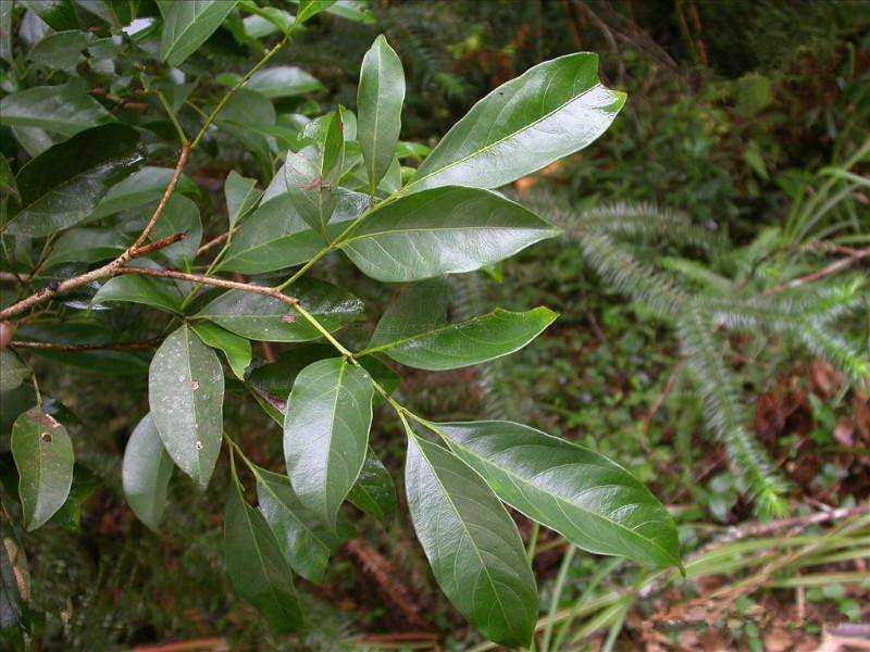  p>少叶黄杞(学名: i>engelhardtia fenzlii /i> merr.