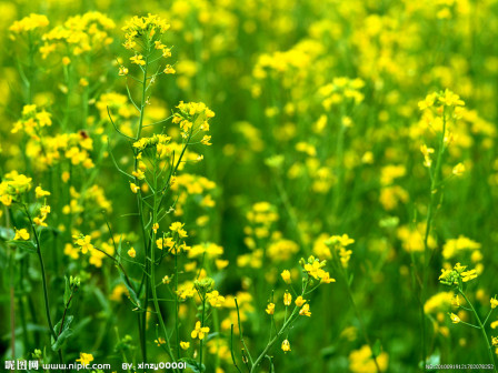 油菜花-枝花