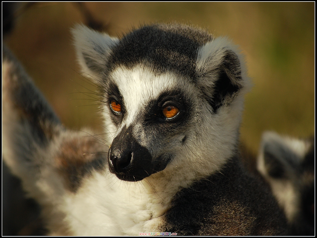  p>白足鼬狐猴也叫 a href="#">白脚猴 /a>,素有" a href="#">拳击猴 