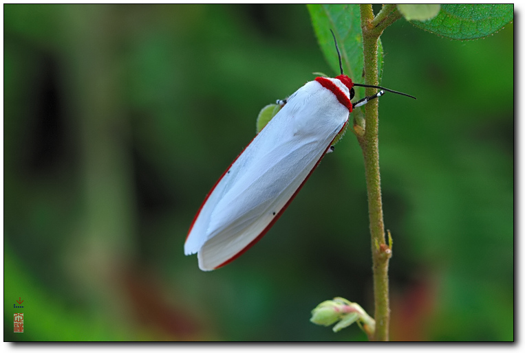  p>稀点雪灯蛾( i>spilosoma urticae /i>&nbsp;esper,1789)是