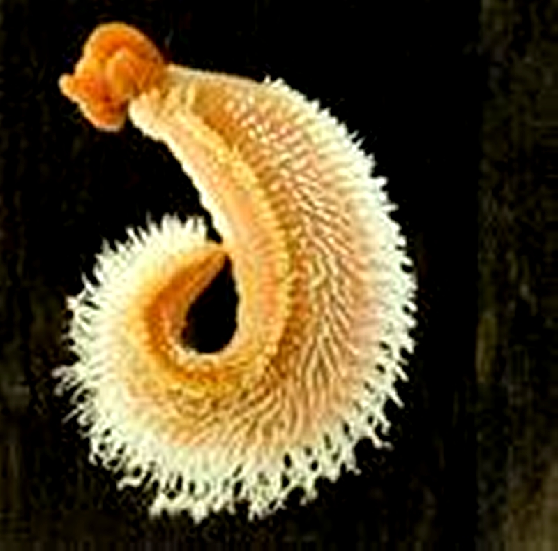 这种体长6-8厘米的蠕虫,是所知地球上最耐高温,最耐温差的动物.专家