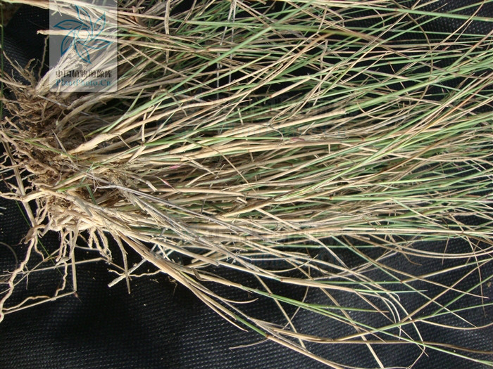  p>鹧鸪草(拉丁学名: i>eriachne pallescens  /i>r. br.