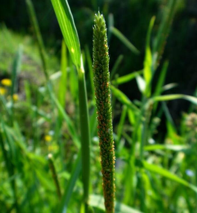  p>看麦娘属学名为 alopecurus,根据植物学大辞典的解释,希腊字