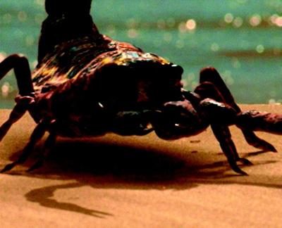  p>布龙度蝎子(学名brontoscorpio anglicus),又名 a target="_blank"