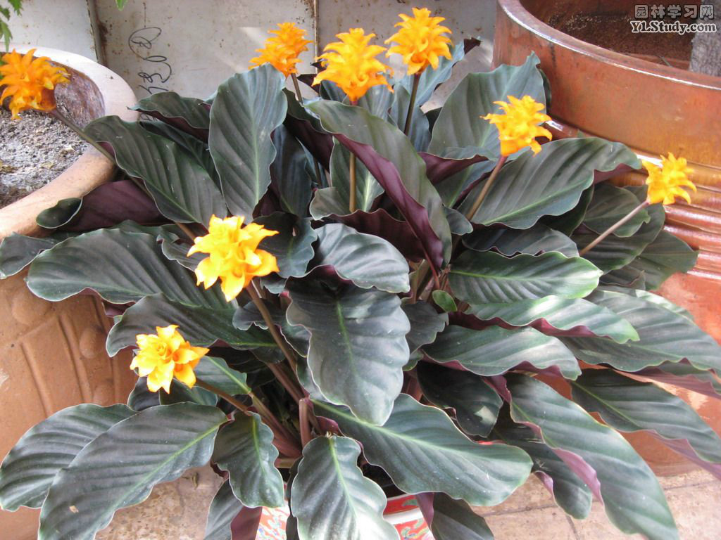 p>波浪竹芋(学名: i> a target="_blank" href="/item/calathea rufi