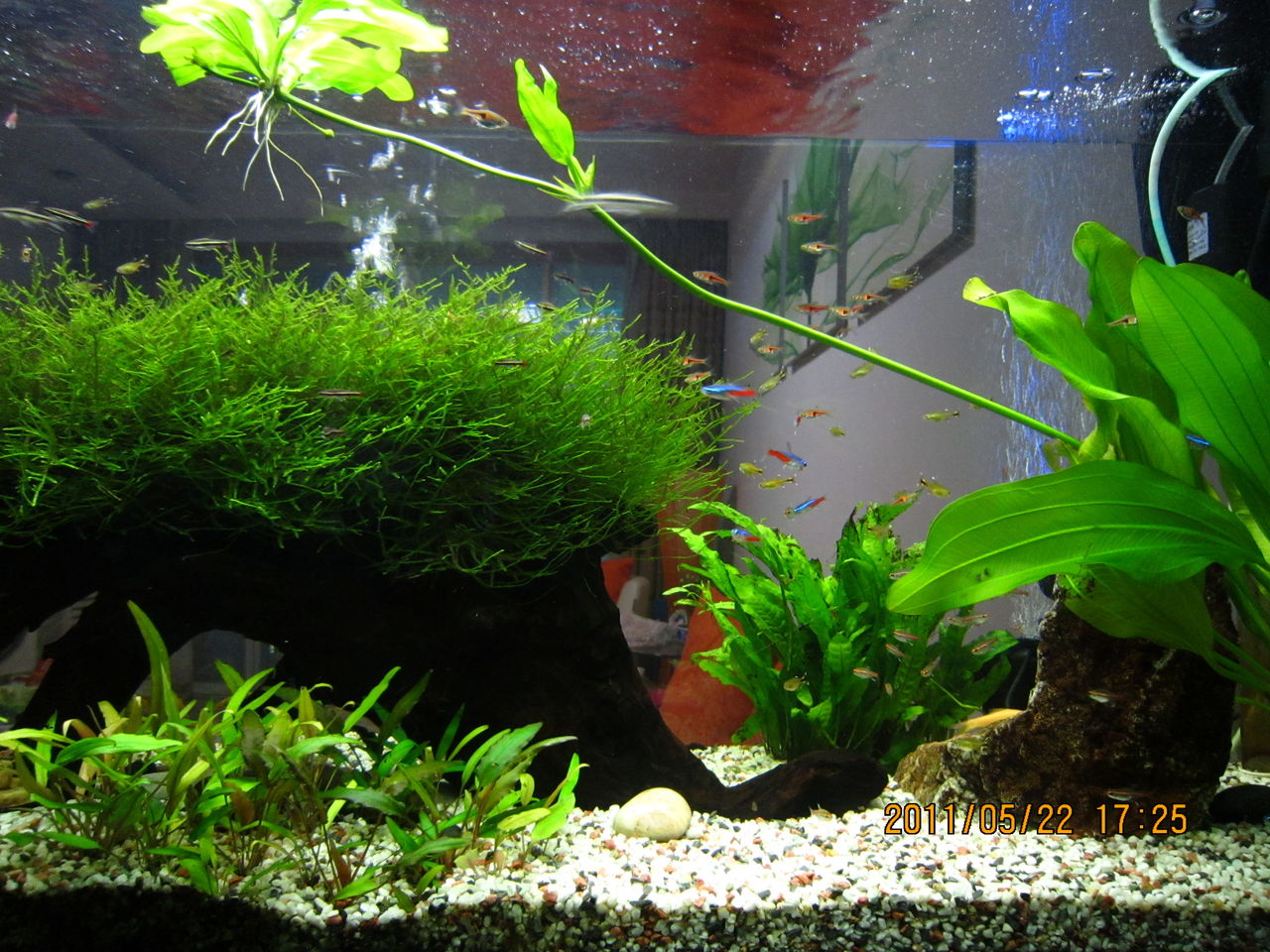  p>迷你灯鱼,学名银顶光尾裙鱼(hasemania nana),又称银尖鱼,金针,黄